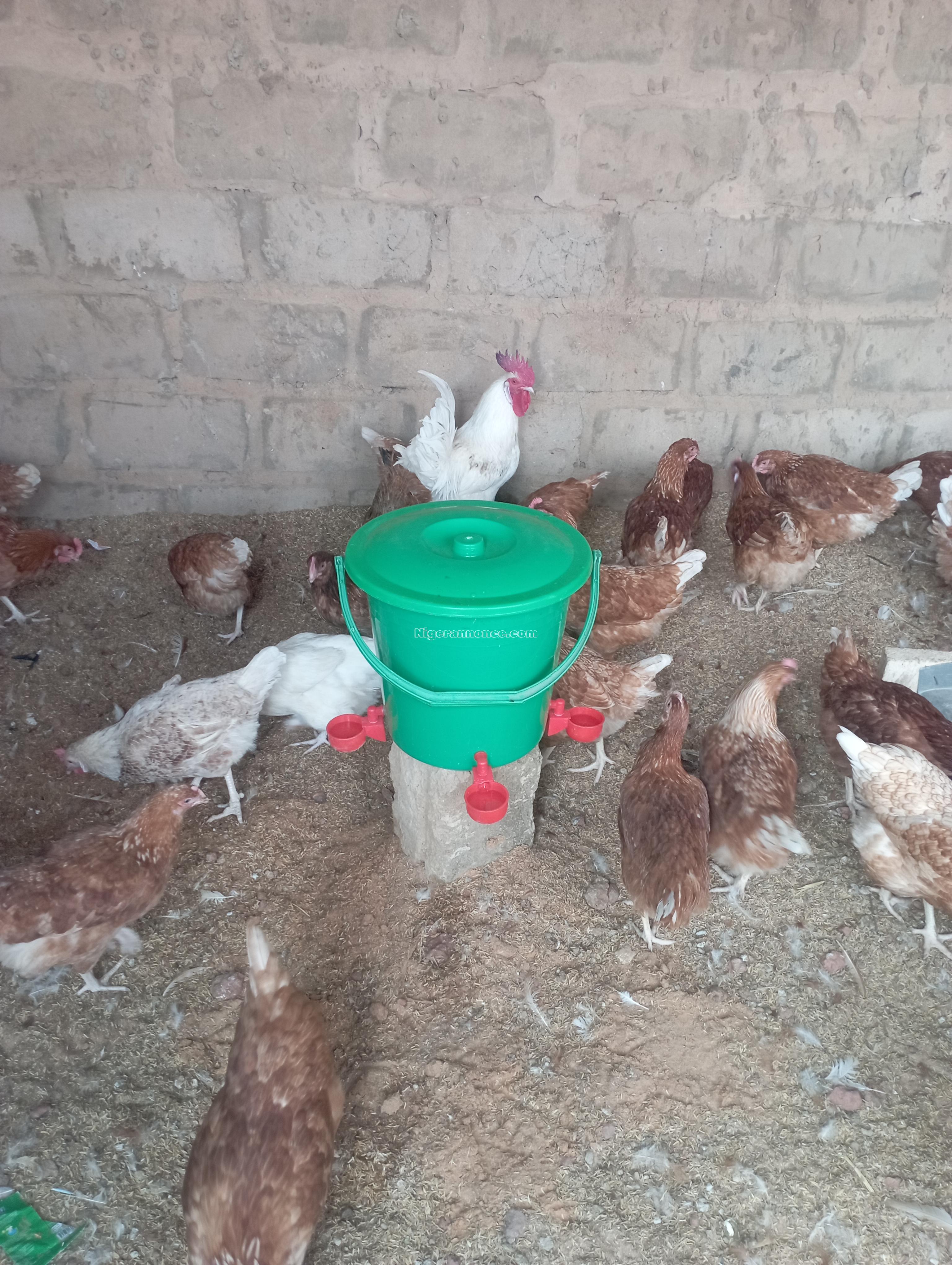 Abreuvoirs automatiques et mangeoires anti gaspillage - Niamey