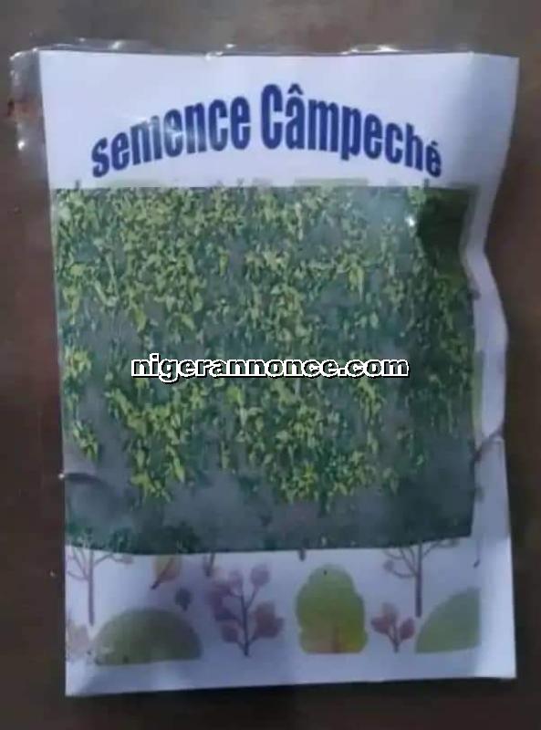 les semences de campêché - Niamey