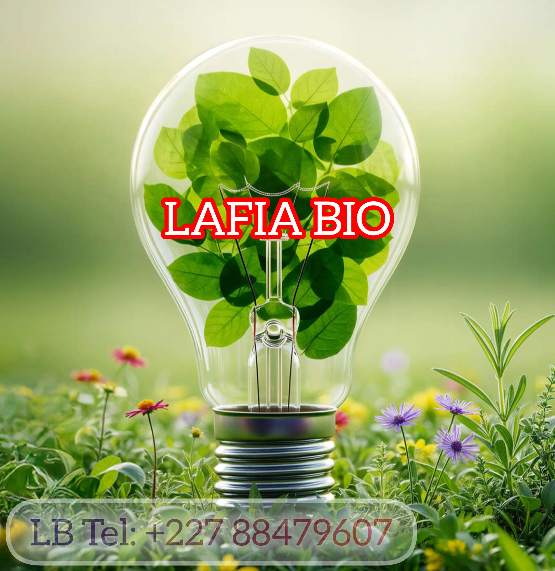 LAFIA BIO | Niger annonce